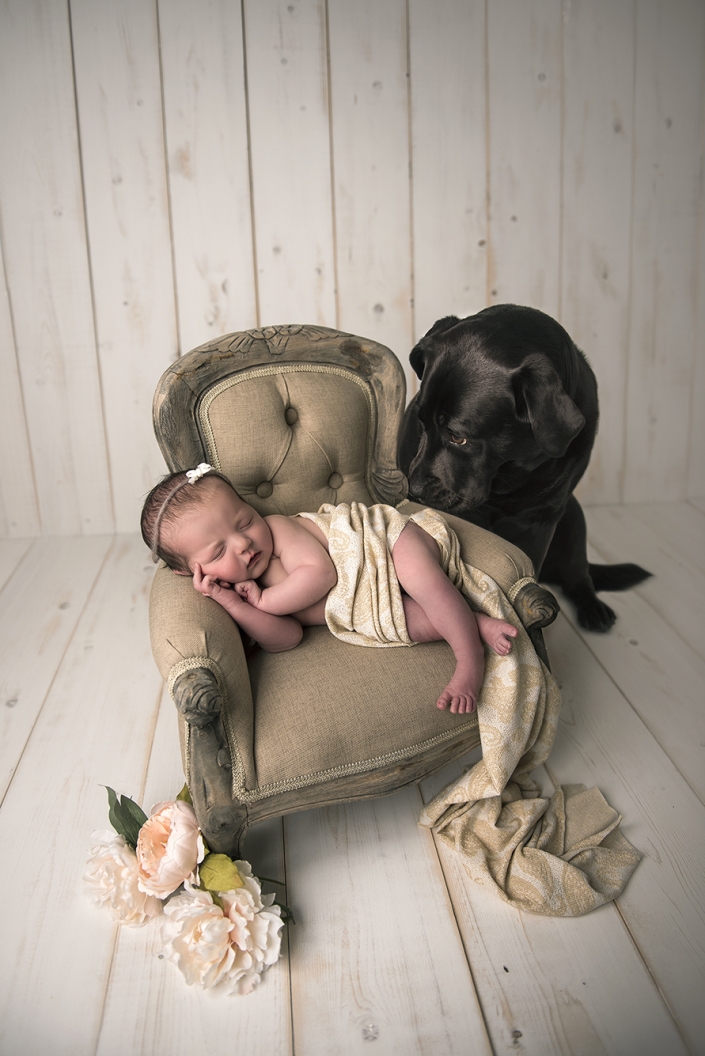 Black lab and newborn photo
