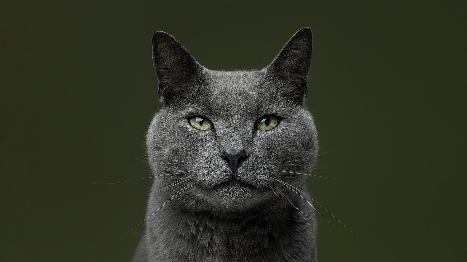 How to prepare for your pet photo session