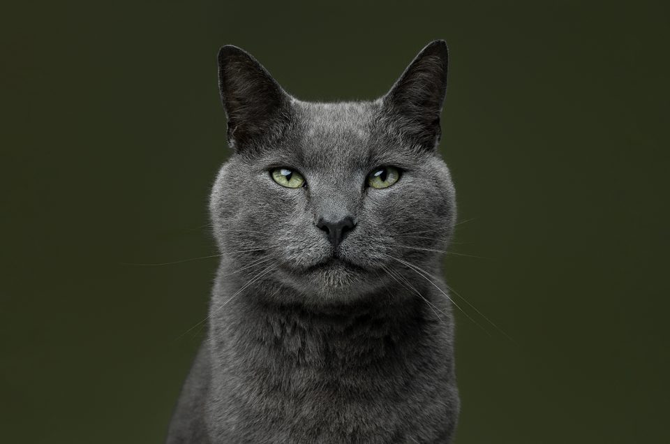 How to prepare for your pet photo session