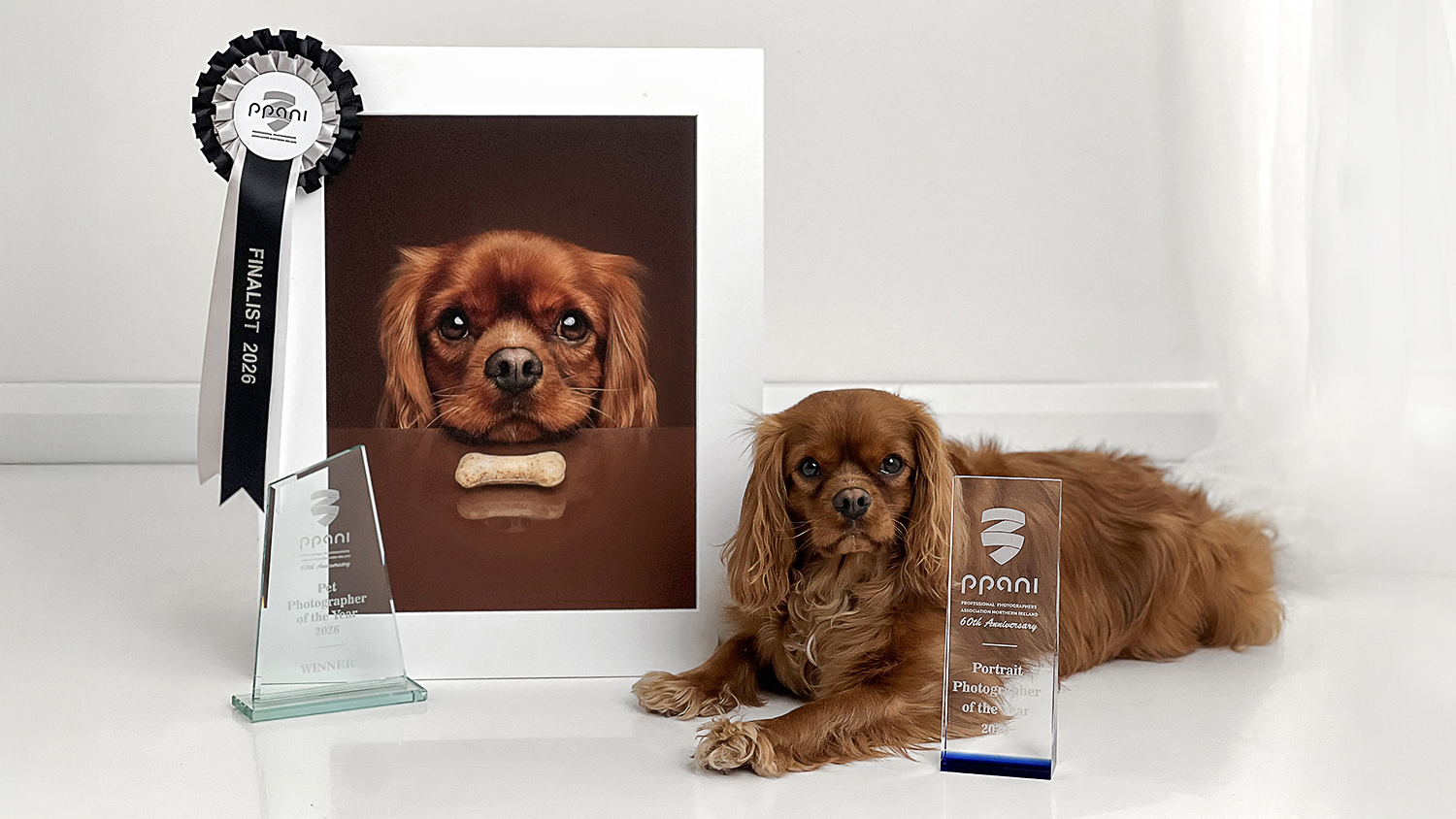 Award winning pet photographer Northern Ireland