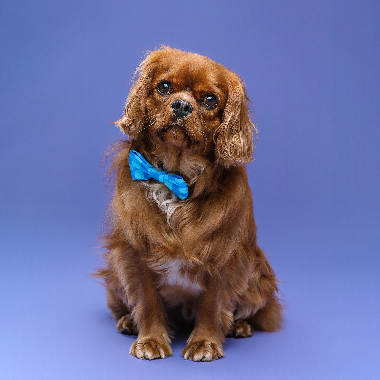 Photo of a king Charles cavalier dog looking at the camera with a Haus of Hank bow tie on on, the background is purple.