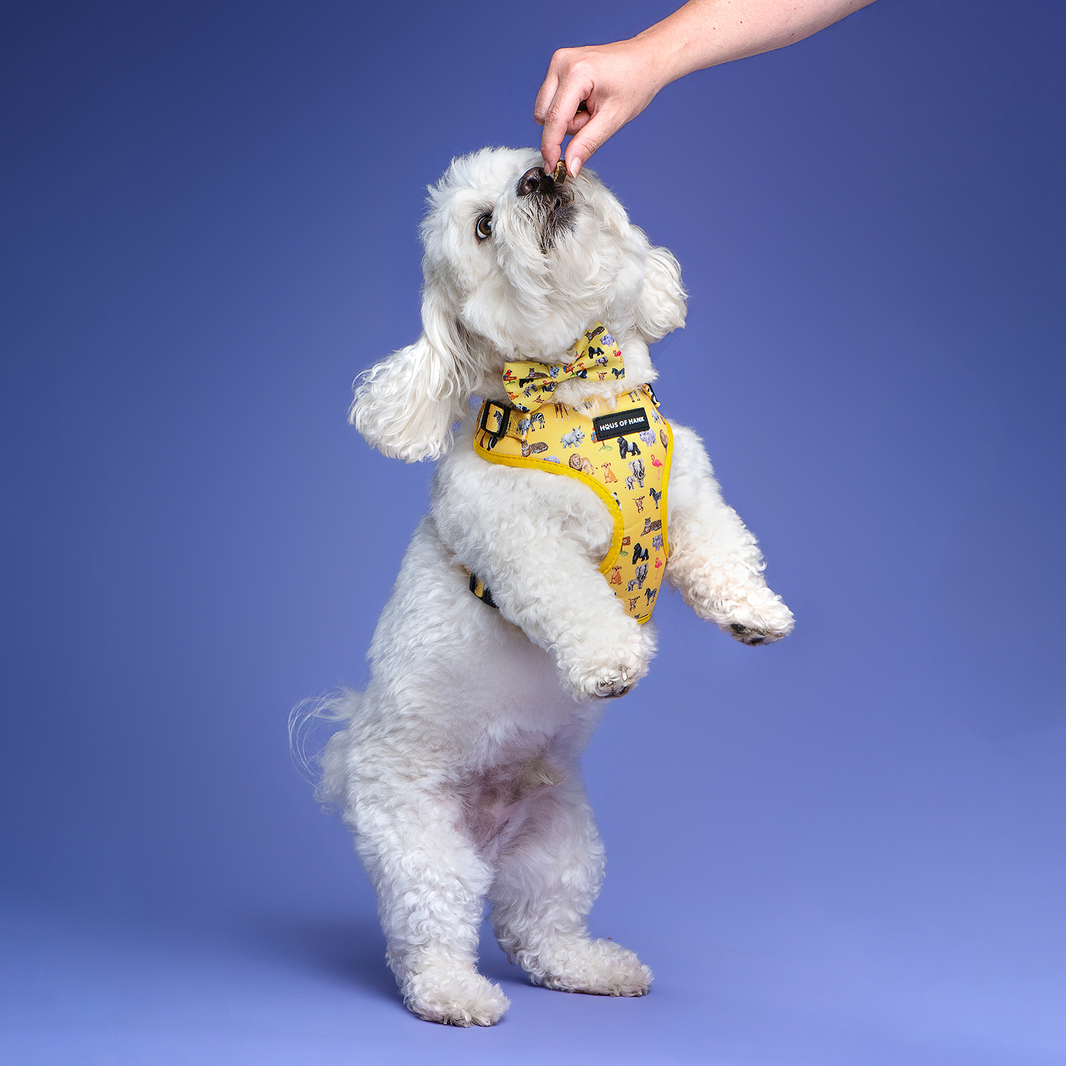 Photo of a small white dog with a Haus of Hank harness on jumping up for a treat. The background is purple.
