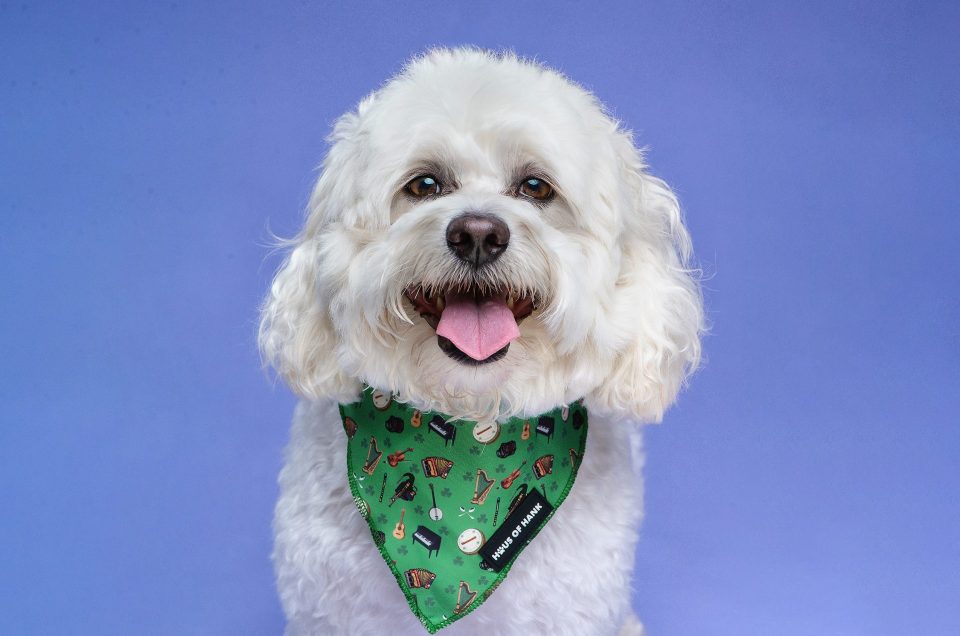 Haus of Hank Dog Event: Everything You Need to Know Before the Day
