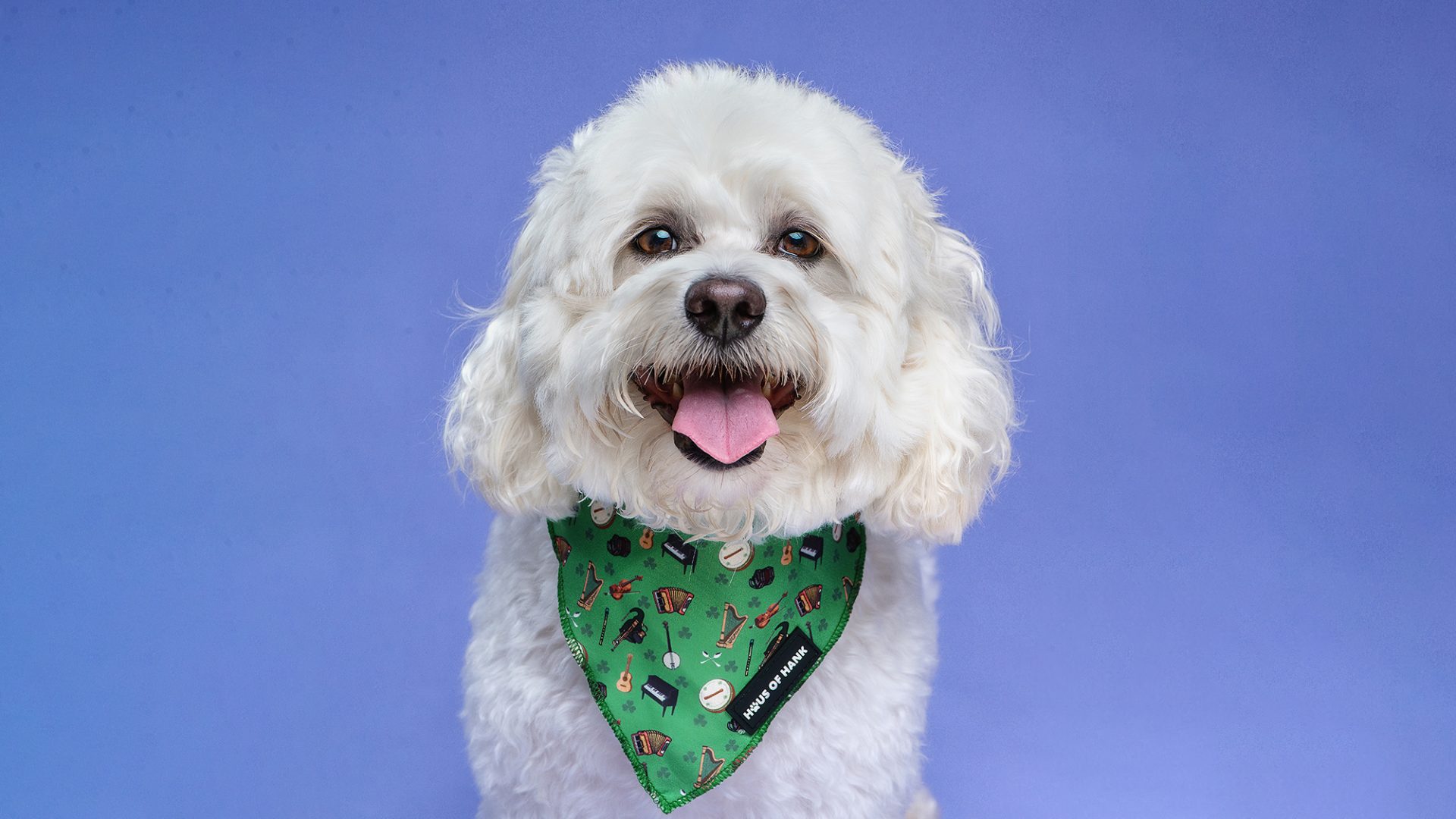 Photo of a small white dog looking at the camera with a Haus of Hank bandana on, the background is purple.